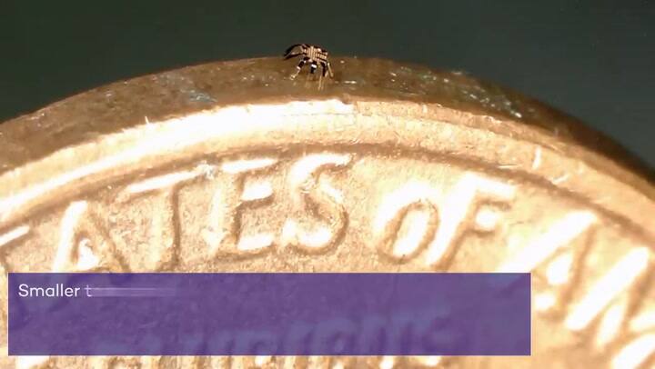 Así son los robots cangrejo a control remoto más pequeños que una pulga