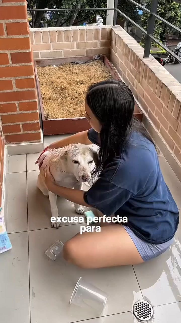 Una perra se reencuentra con su antigua familia después de 7 años