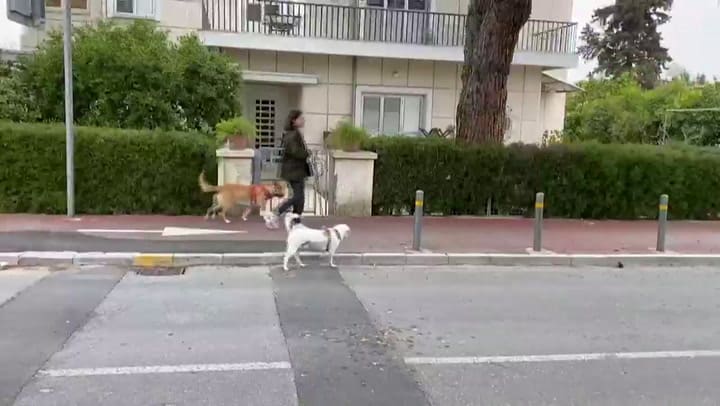 Según expertos, no se debe usar detergente o hidrogel en perros y gatos