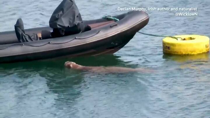 Freya, la joven morsa que revolucionó a los turistas de Noruega.