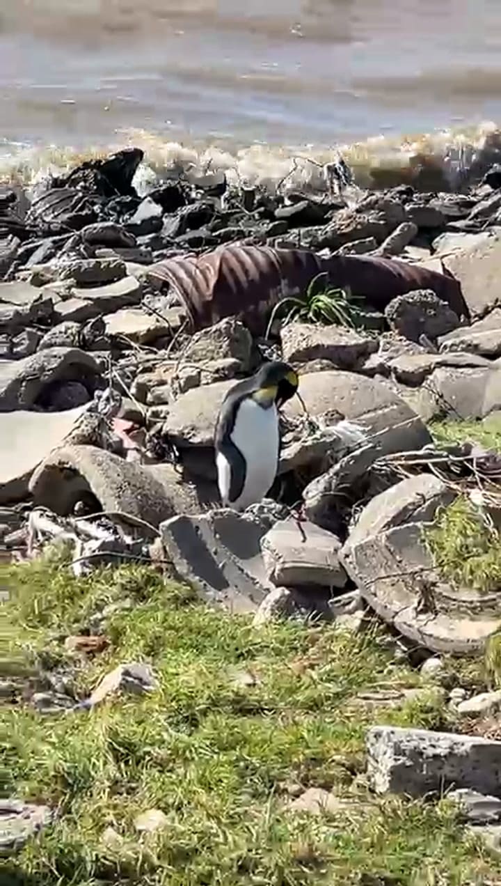 Un pingüino rey fue rescatado en Vicente López