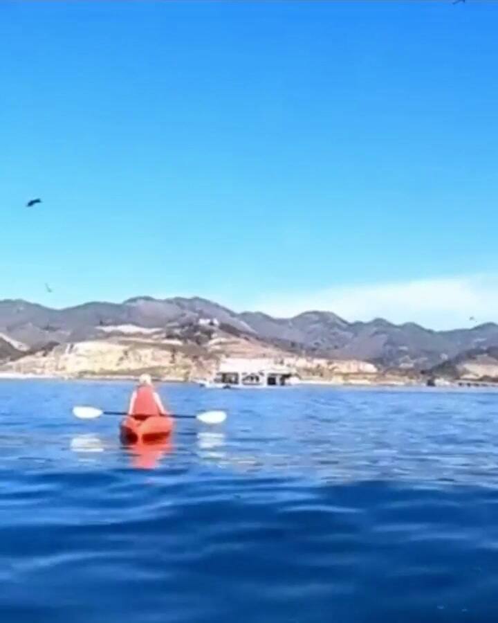 El impactante momento en que una ballena casi devora a dos mujeres - Fuente: LAD bible