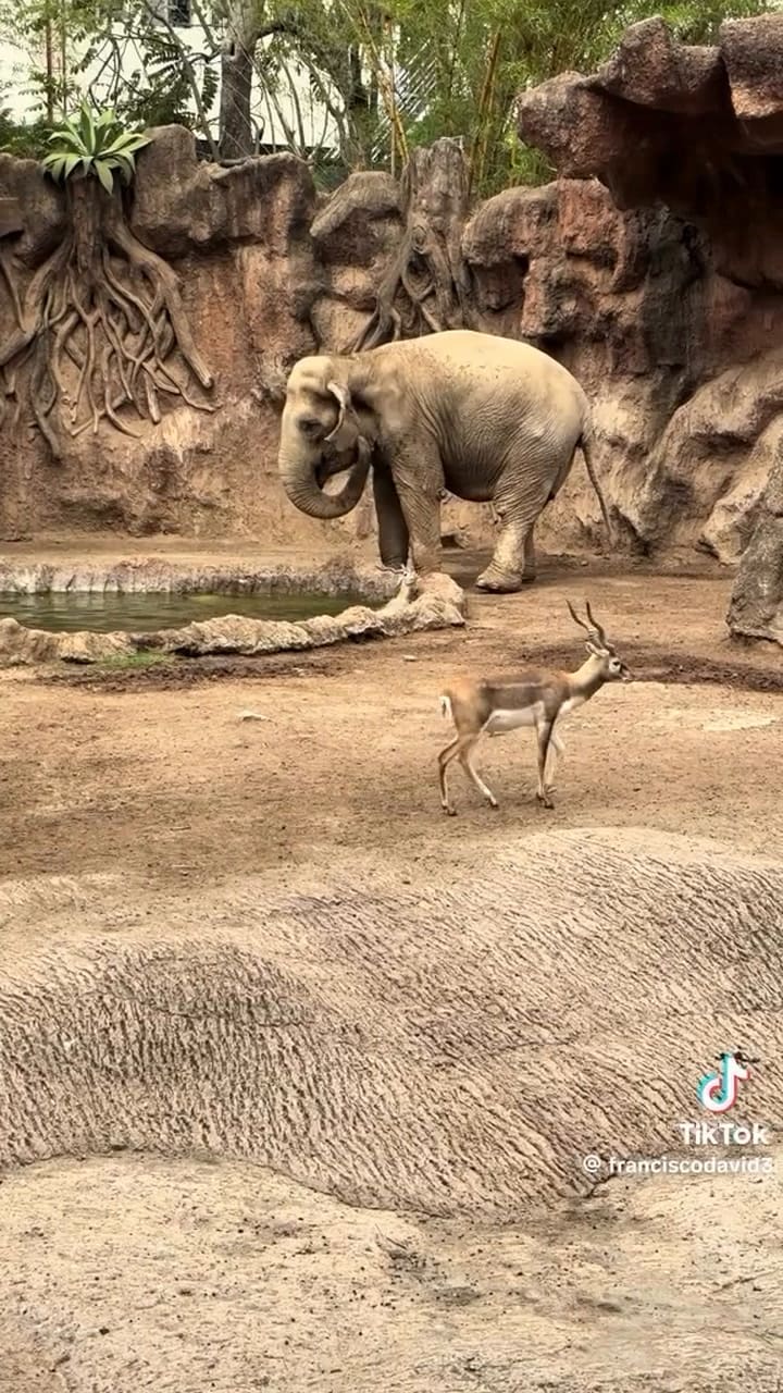 Un elefante ayudó a una cría de antílope a salir de un estanque