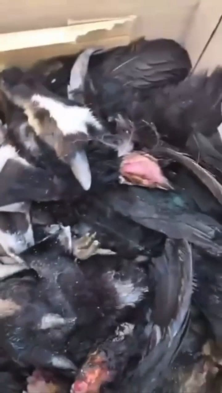 La Plata: encontraron cajas con cabezas de animales muertos afuera de un supermercado