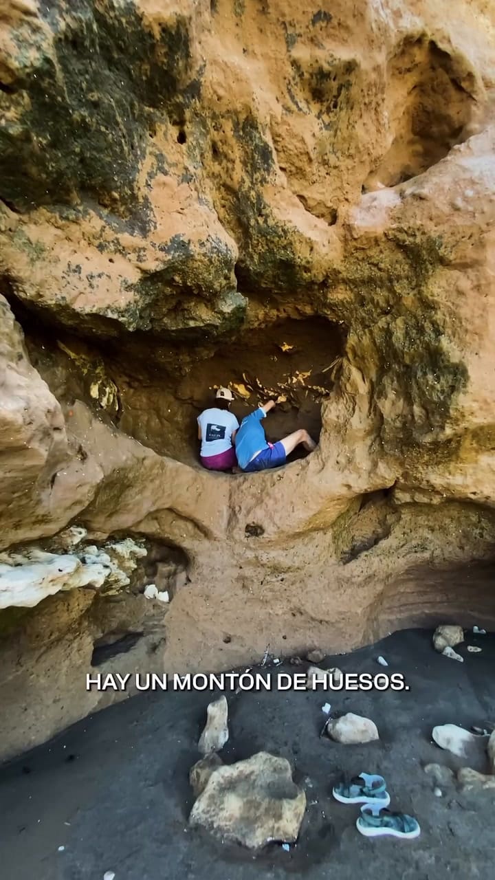 Hallan en Mar del Plata una familia de perezosos gigantes