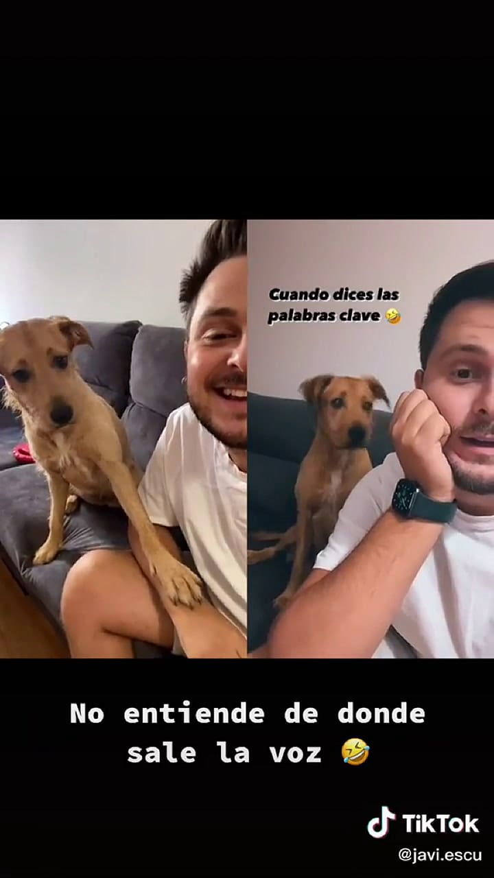 La tierna reacción de un perro al escuchar la palabra 'calle'