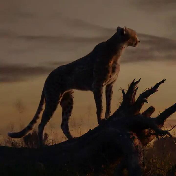 Disney estrenó el segundo trailer de El Rey León - Fuente: Twitter