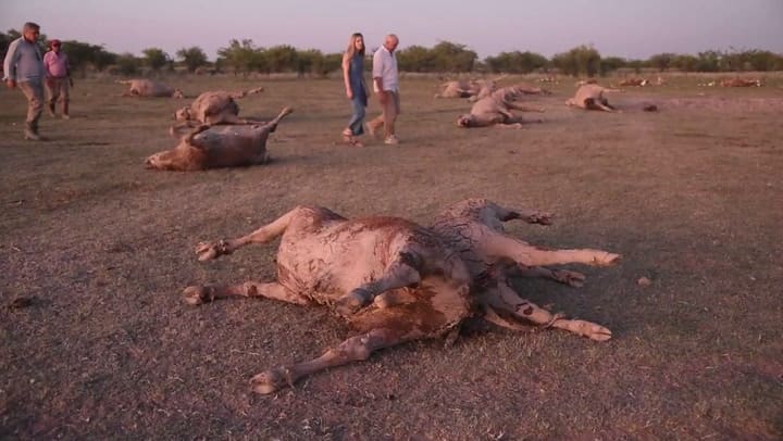 Sequía, animales muertos y desesperación en Tostado