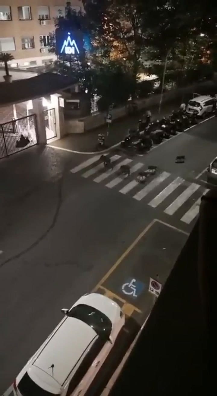 Jabalíes sueltos, humo tóxico y basura tirada: el estado de abandono que empaña a Roma