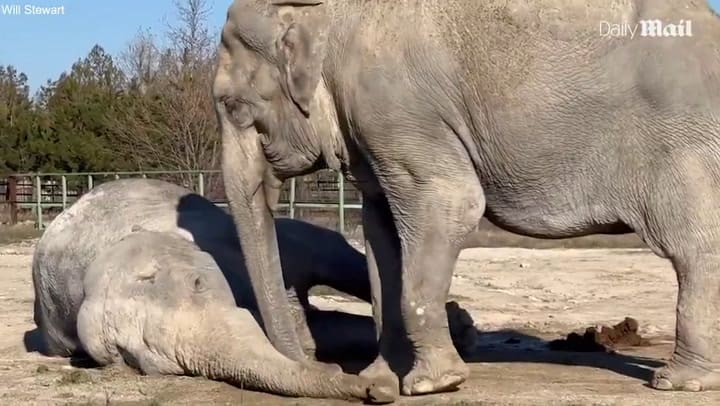 El desgarrador momento en que una elefanta intenta despertar a su compañera sin vida