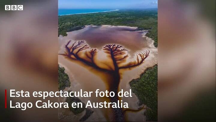 El árbol de la vida australiano - Fuente: BBC