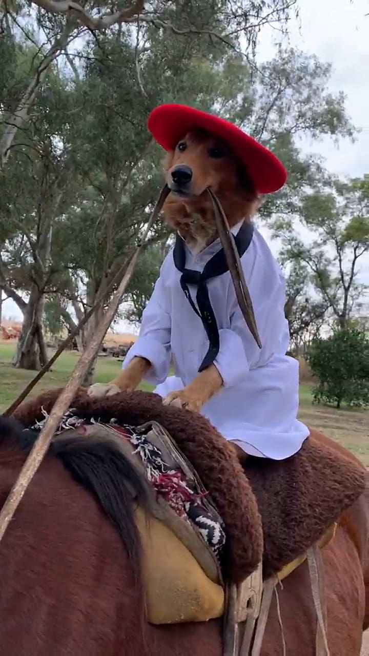 Las ocurrencias del perro en la red social