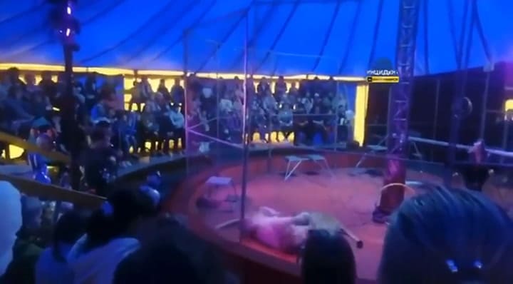 Un león ataca a su entrenador frente a los espectadores de un circo (Fuente: East2West)