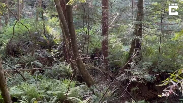 Encuentro aterrador: un ciclista se topó con un puma durante una ruta de montaña