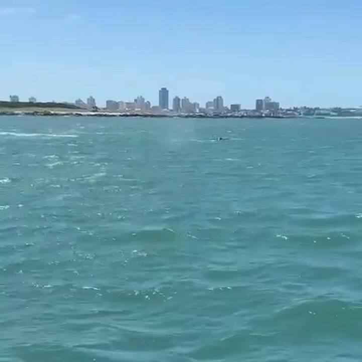 Apareció una ballena jorobada juvenil en Punta del Este