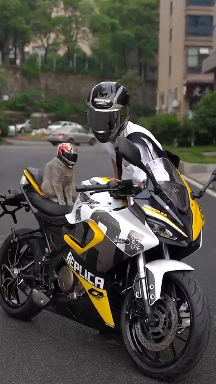 Entrenó a su gato por una peculiar razón