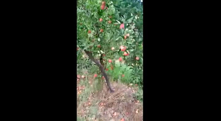 Manzanas en el piso en la chacra de Edgard Artero, que denunció problemas para la comercialización