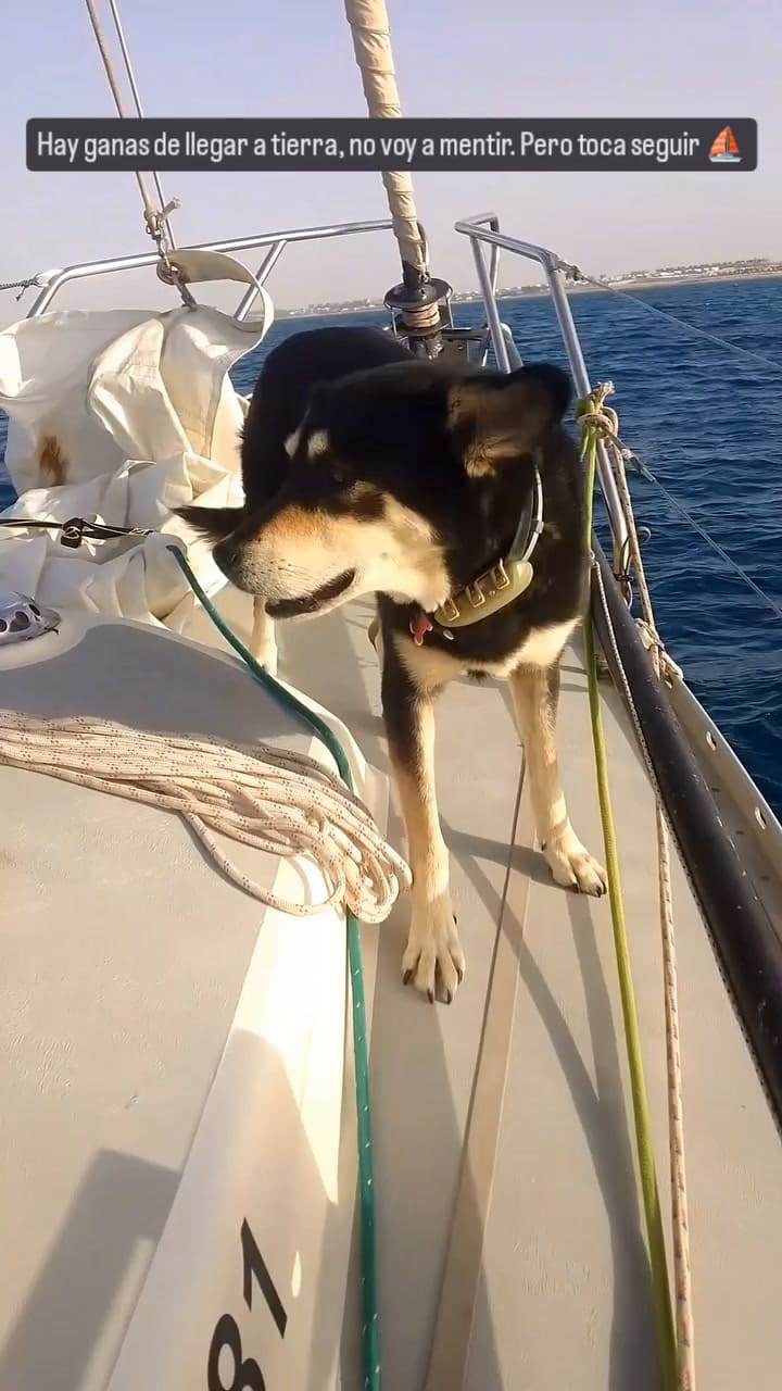 Roberto junto a sus perras se encuentra en el Mar Rojo yendo hacia Egipto