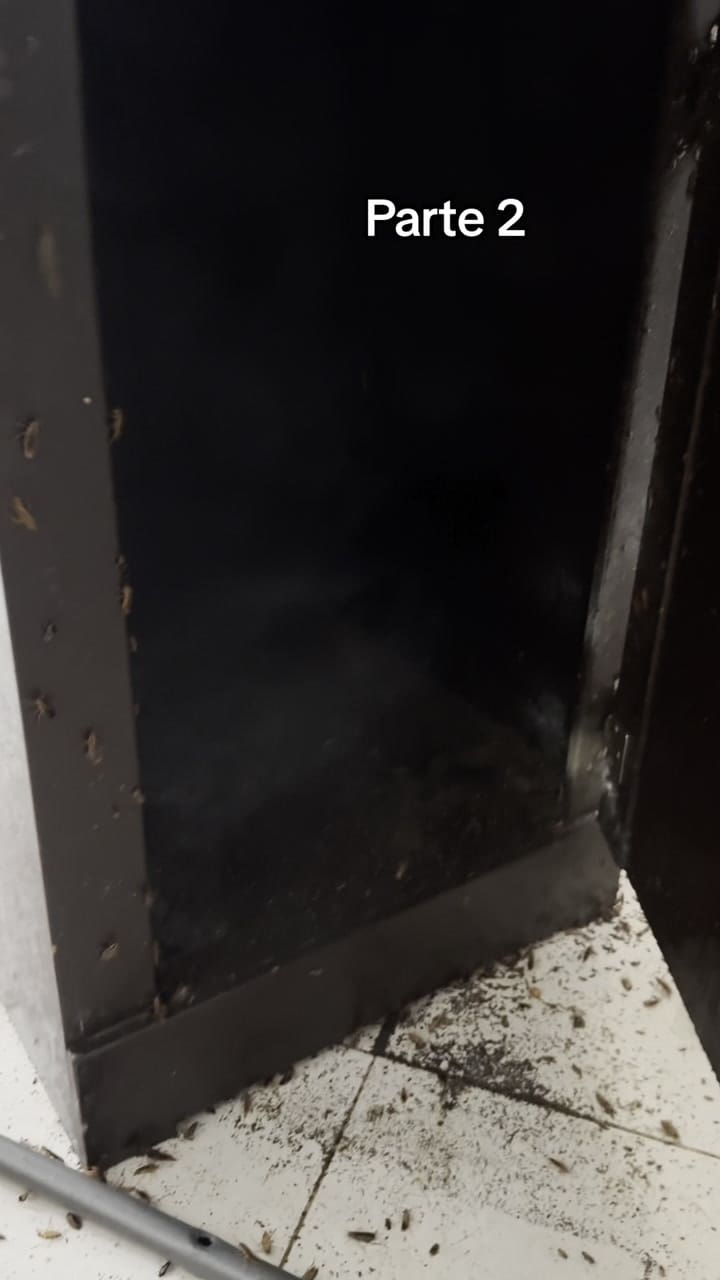 Así se ve una invasión de cucarachas en el hogar