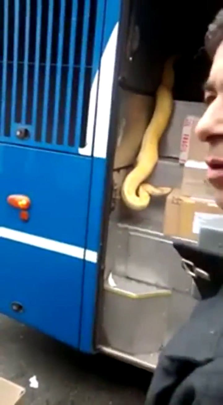 Hallaron una pitón en el interior de un micro en Tandil