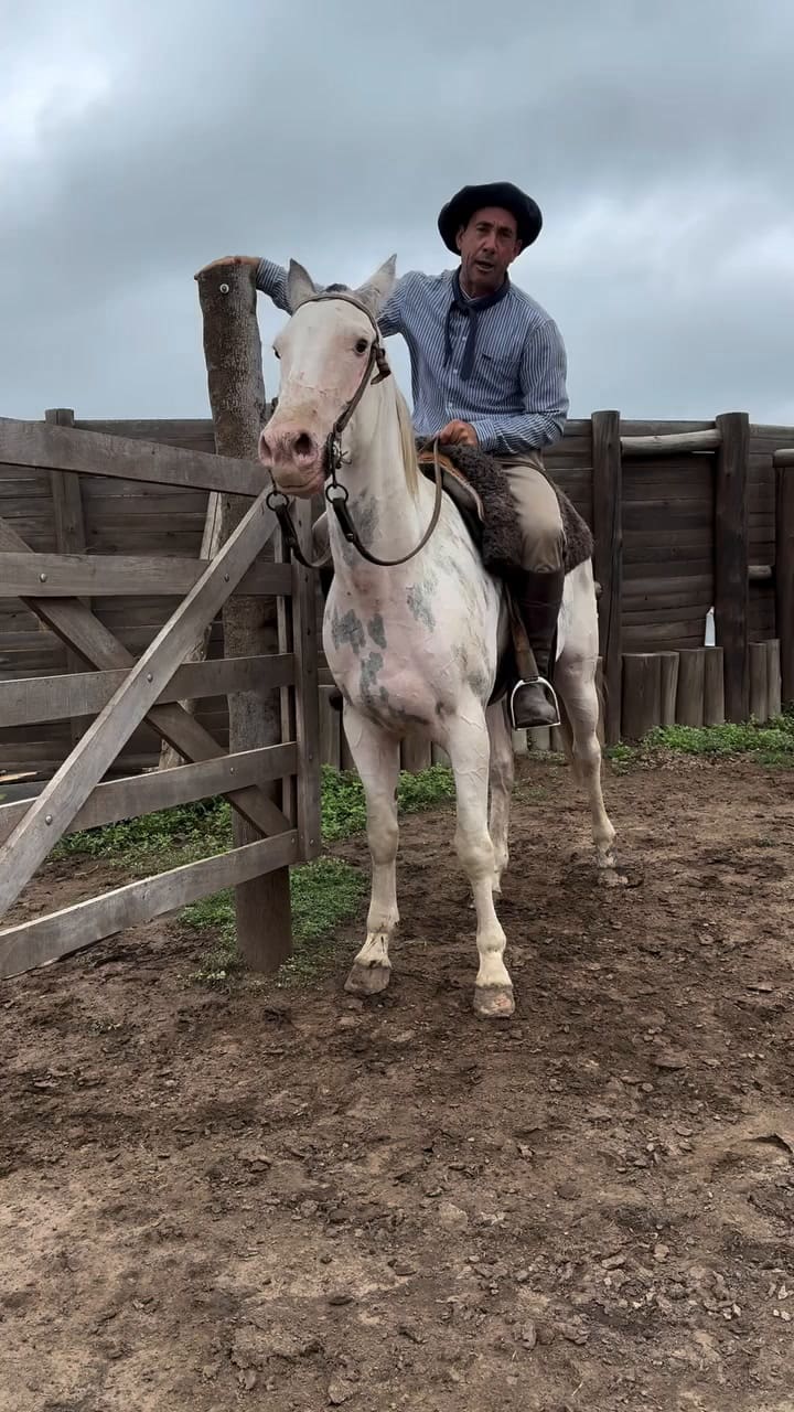 Explica por qué le pone la barbada de cuero para las primeras enfrenadas