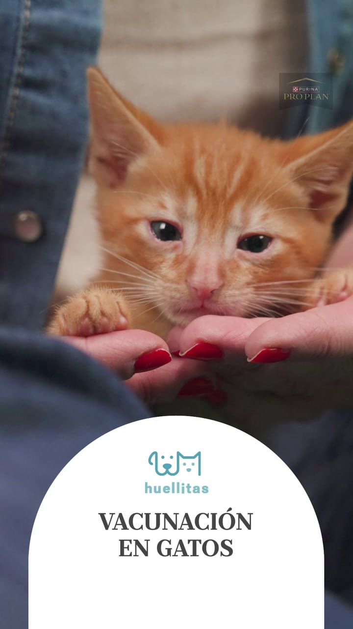 CAP 17 - VACUNACIÓN EN GATOS - V02 (2)