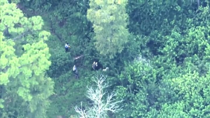 La presencia de una osa obligó a cerrar varias zonas de Magic Kingdom, pero ya fue capturada