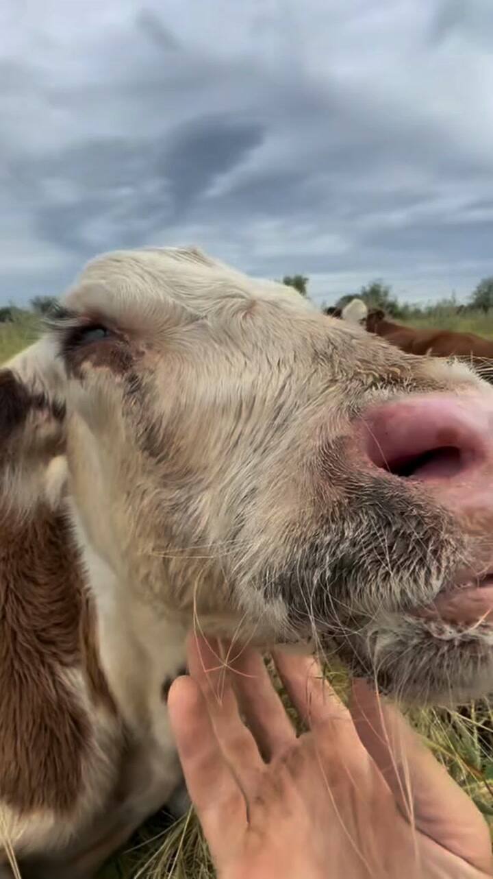 En sus videos, "humaniza" a los animales para contar una historia