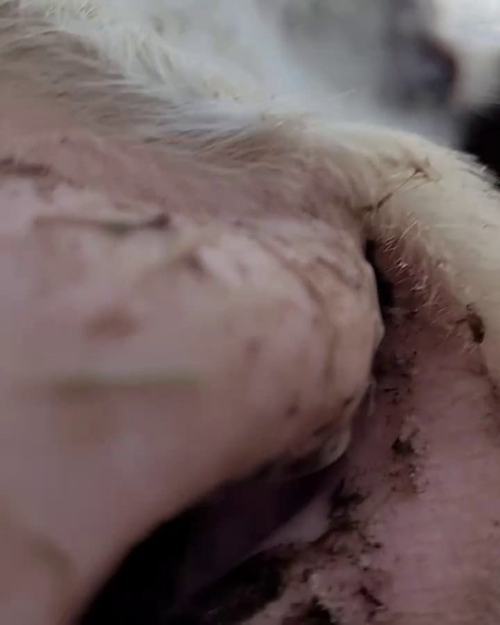 Herácles vive en libertad