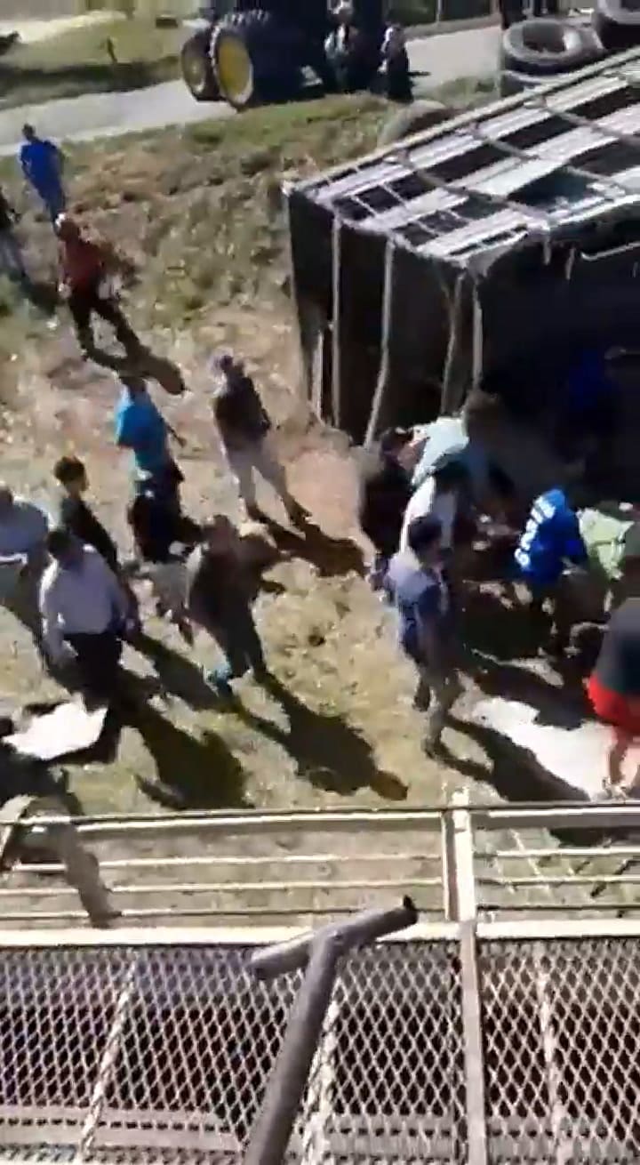 Entre Marcos Juárez y General Roca volcó un camión con cerdo y la gente se los llevó
