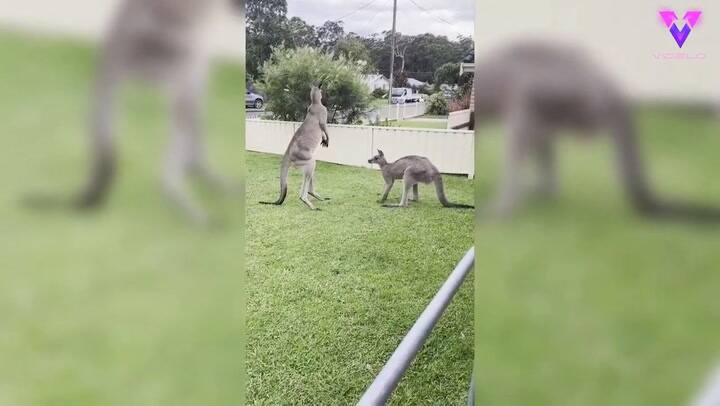 Graban la brutal pelea de dos enfurecidos canguros en el patio de una casa en Australia