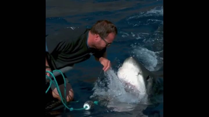 Quiso tocar a un tiburón y casi le arranca la mano