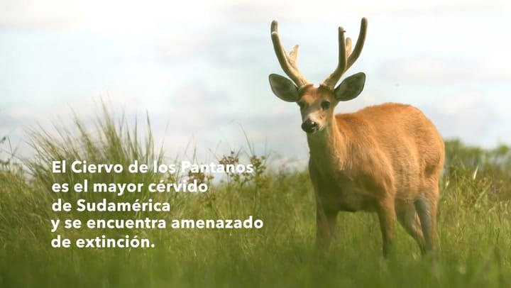 El ciervo de los pantanos regresa al impenetrable chaqueño, luego de estar extinto por 100 años