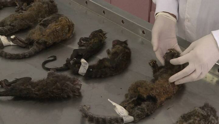 Matanza de monos en Río de Janeiro por temor a fiebre amarilla