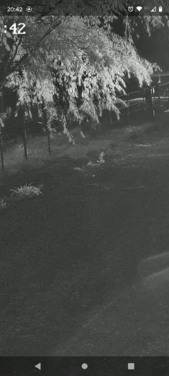 Un puma en el campo del productor