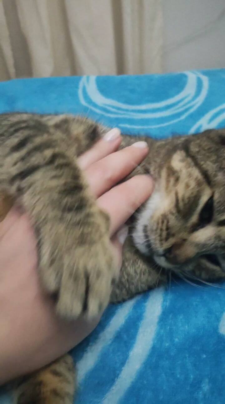 Cholito ahora vive feliz con Nadia.