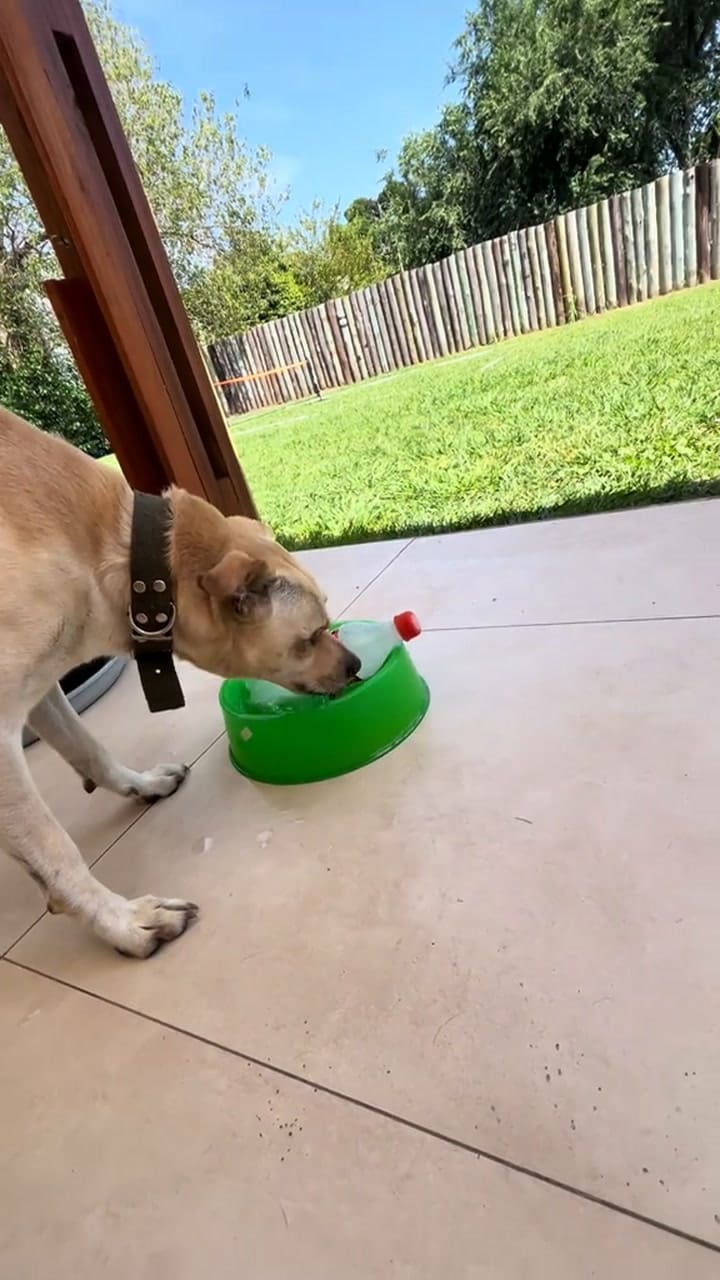 Cómo colocar la botella de agua fría para los animales