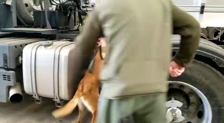 Conducta y actividades lúdicas: el entrenamiento de los perros especiales de Gendarmería'