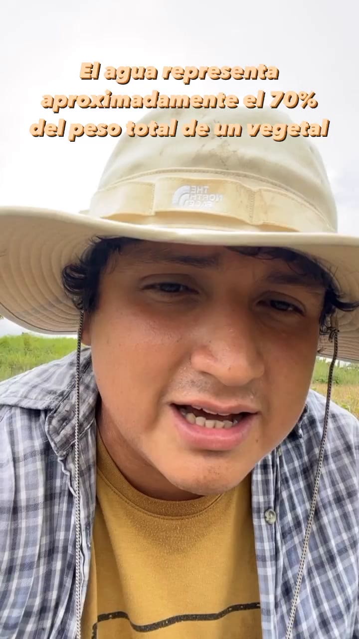 Cómo regar las plantas correctamente en verano