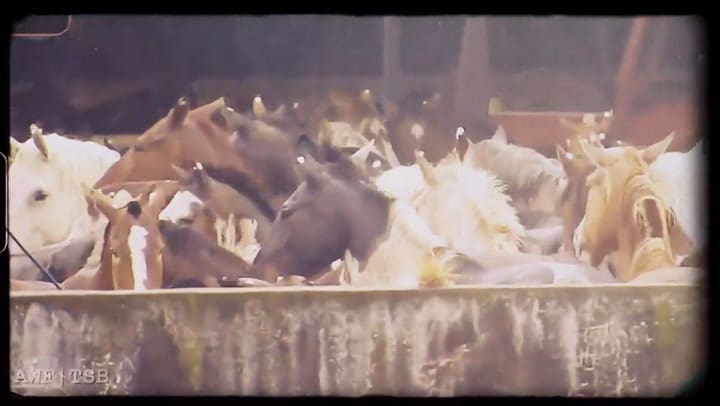 Salvados: carne de caballo, el negocio tabú