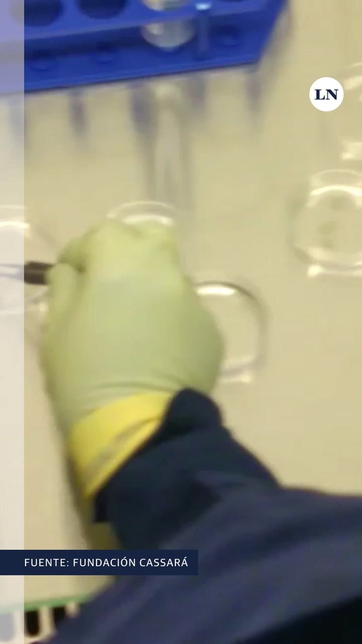 Así se separa la dermis de la epidermis