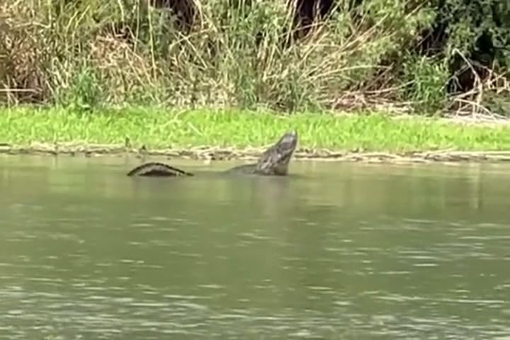 Greg Abbott publicó un video donde se observan caimanes en el Río Grande