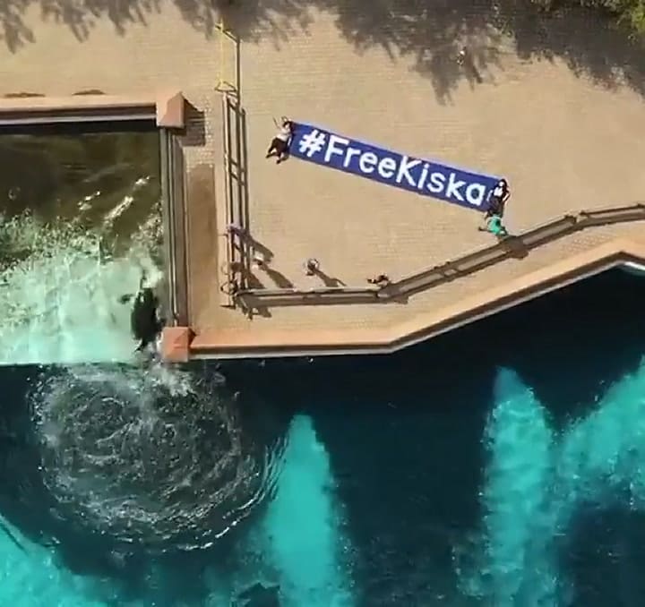 Imagen aérea de la orca más solitaria del mundo