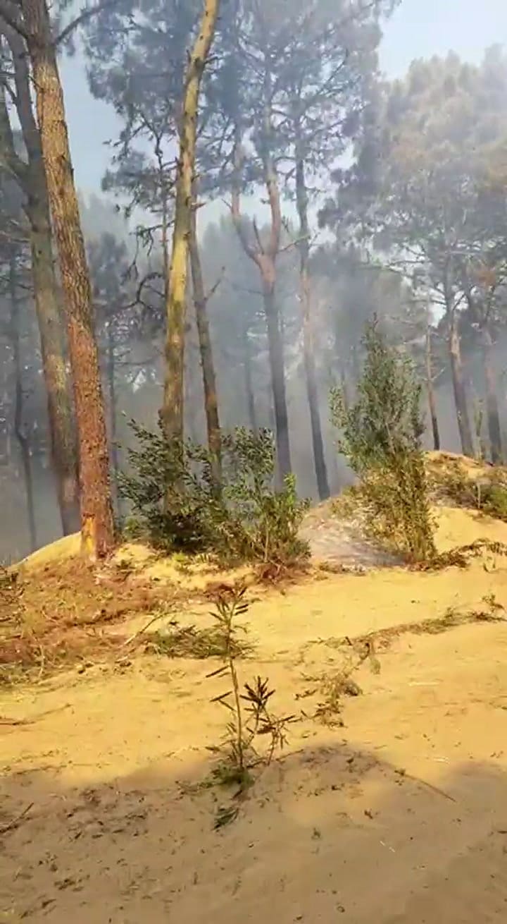 Incendio en el bosque de Pinamar cerca de La Herradura (Fuente: Seguridad de Pinamar)