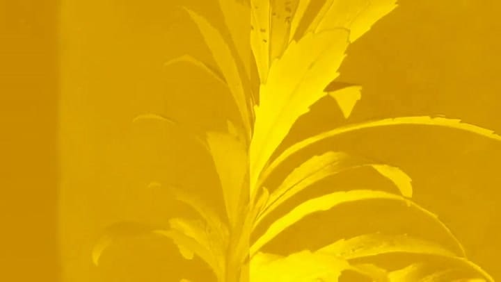 Visualizer Amor amarillo de Gustavo Cerati