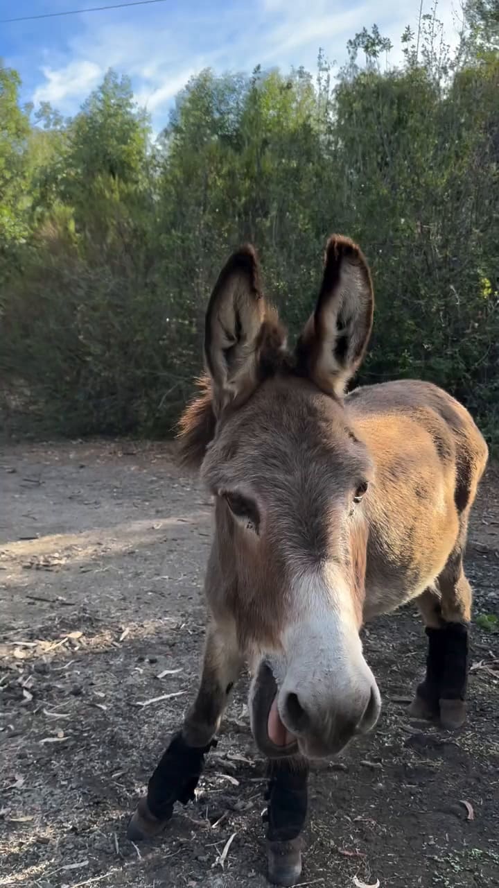 Así era Perry, el burro que inspiró al personaje de Shrek