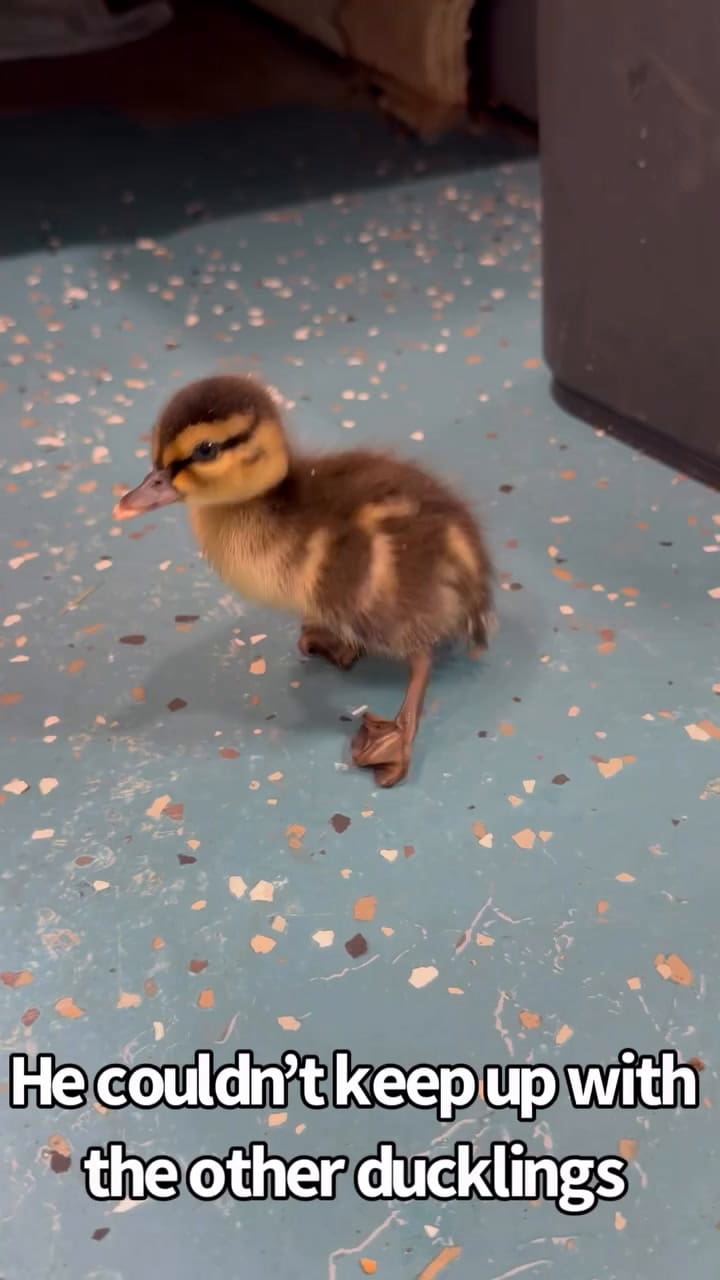 El video del patito caminando que emocionó a todos