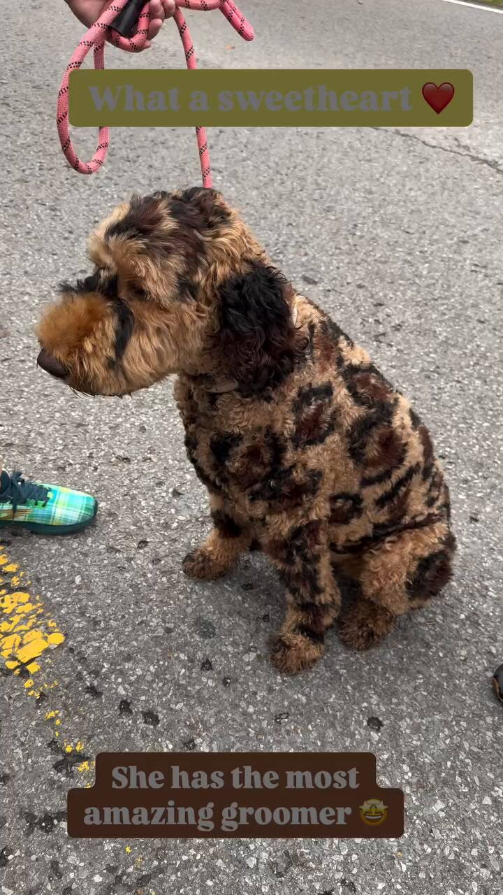 Reese Witherspoon presentó a su nuevo perro y dejó a todos mudos con la increíble raza