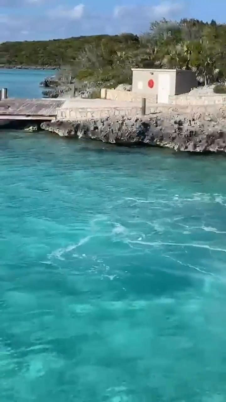 Así fue la pelea entre un tiburón y un perro en Las Bahamas