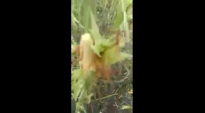 Así quedó un lote con maíz en la zona afectada por el granizo